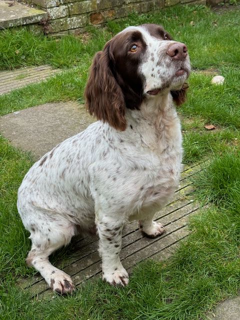 Springer Spaniel