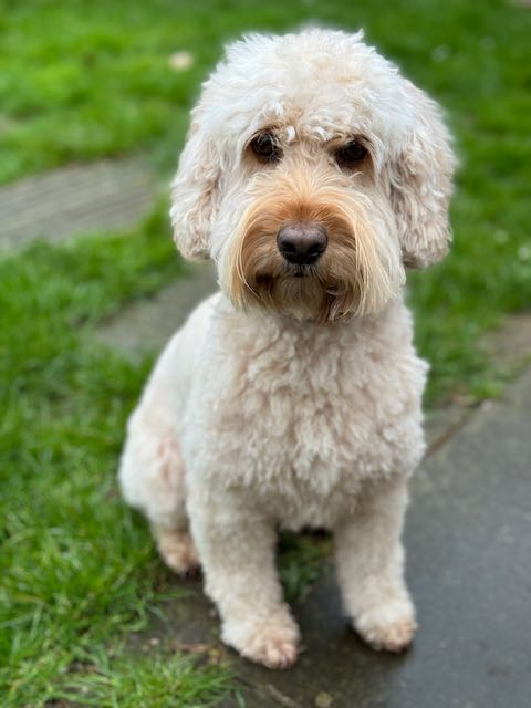 Cockapoo