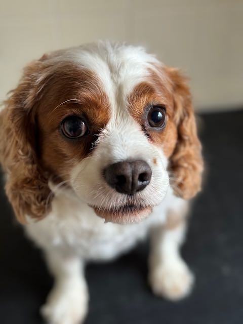 Kings Charles Cavalier spaniel