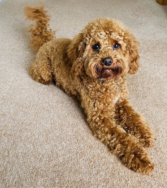 Cockapoo