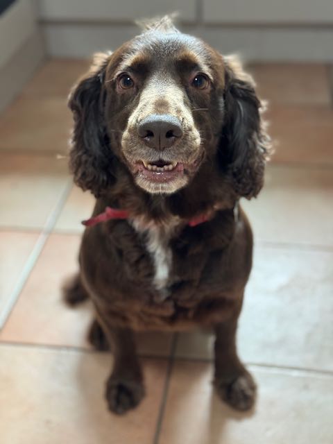 Cocker Spaniel (choca)